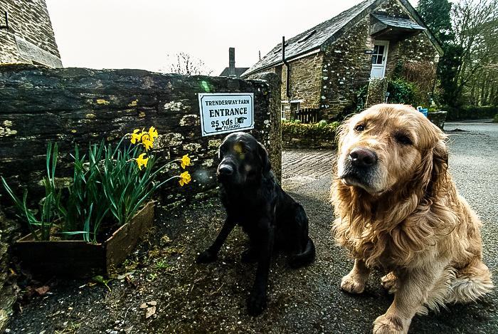 Trenderway Farm Bed & Breakfast Looe Bagian luar foto